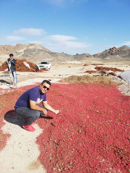 producteur-bio-iran-epine-vinette