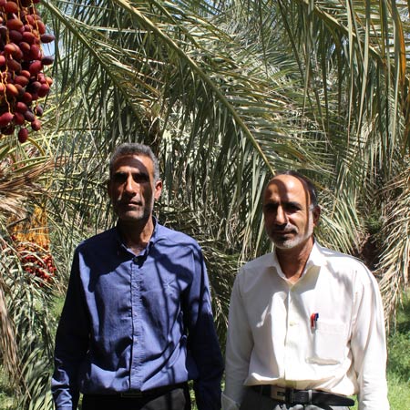 producteurs-mazafati-iran