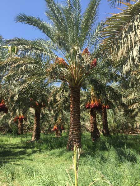 palmeraie-datte-mazafati